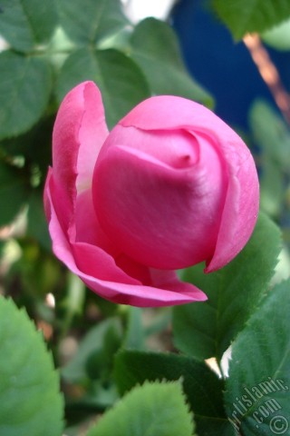 A mobile wallpaper and MMS picture for Apple iPhone 7s, 6s, 5s, 4s, Plus, iPods, iPads, New iPads, Samsung Galaxy S Series and Notes, Sony Ericsson Xperia, LG Mobile Phones, Tablets and Devices: Pink rose photo.
