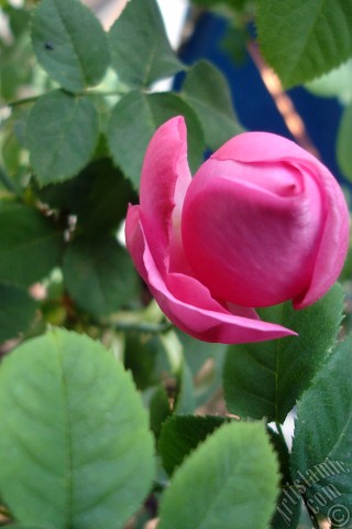 A mobile wallpaper and MMS picture for Apple iPhone 7s, 6s, 5s, 4s, Plus, iPods, iPads, New iPads, Samsung Galaxy S Series and Notes, Sony Ericsson Xperia, LG Mobile Phones, Tablets and Devices: Pink rose photo.
