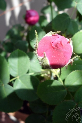 A mobile wallpaper and MMS picture for Apple iPhone 7s, 6s, 5s, 4s, Plus, iPods, iPads, New iPads, Samsung Galaxy S Series and Notes, Sony Ericsson Xperia, LG Mobile Phones, Tablets and Devices: Pink rose photo.
