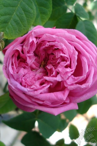 A mobile wallpaper and MMS picture for Apple iPhone 7s, 6s, 5s, 4s, Plus, iPods, iPads, New iPads, Samsung Galaxy S Series and Notes, Sony Ericsson Xperia, LG Mobile Phones, Tablets and Devices: Pink rose photo.
