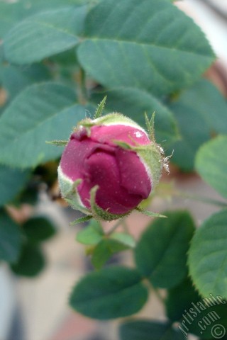 A mobile wallpaper and MMS picture for Apple iPhone 7s, 6s, 5s, 4s, Plus, iPods, iPads, New iPads, Samsung Galaxy S Series and Notes, Sony Ericsson Xperia, LG Mobile Phones, Tablets and Devices: Pink rose photo.
