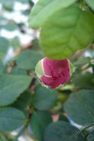 A mobile wallpaper and MMS picture for Apple iPhone 7s, 6s, 5s, 4s, Plus, iPods, iPads, New iPads, Samsung Galaxy S Series and Notes, Sony Ericsson Xperia, LG Mobile Phones, Tablets and Devices: Pink rose photo.
