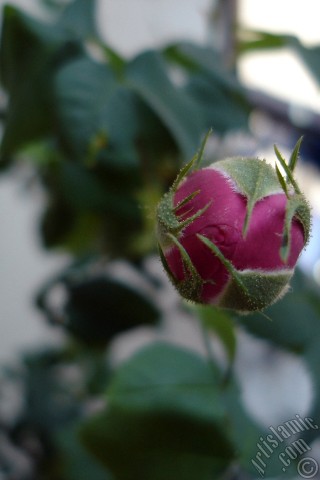 A mobile wallpaper and MMS picture for Apple iPhone 7s, 6s, 5s, 4s, Plus, iPods, iPads, New iPads, Samsung Galaxy S Series and Notes, Sony Ericsson Xperia, LG Mobile Phones, Tablets and Devices: Pink rose photo.
