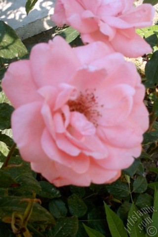 A mobile wallpaper and MMS picture for Apple iPhone 7s, 6s, 5s, 4s, Plus, iPods, iPads, New iPads, Samsung Galaxy S Series and Notes, Sony Ericsson Xperia, LG Mobile Phones, Tablets and Devices: Pink rose photo.
