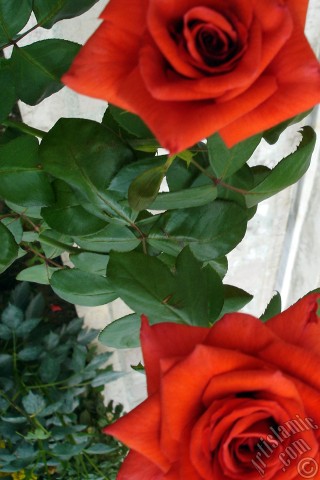 A mobile wallpaper and MMS picture for Apple iPhone 7s, 6s, 5s, 4s, Plus, iPods, iPads, New iPads, Samsung Galaxy S Series and Notes, Sony Ericsson Xperia, LG Mobile Phones, Tablets and Devices: Red rose photo.
