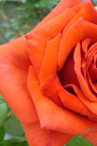 A mobile wallpaper and MMS picture for Apple iPhone 7s, 6s, 5s, 4s, Plus, iPods, iPads, New iPads, Samsung Galaxy S Series and Notes, Sony Ericsson Xperia, LG Mobile Phones, Tablets and Devices: Red rose photo.
