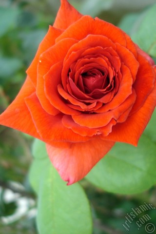 A mobile wallpaper and MMS picture for Apple iPhone 7s, 6s, 5s, 4s, Plus, iPods, iPads, New iPads, Samsung Galaxy S Series and Notes, Sony Ericsson Xperia, LG Mobile Phones, Tablets and Devices: Red rose photo.
