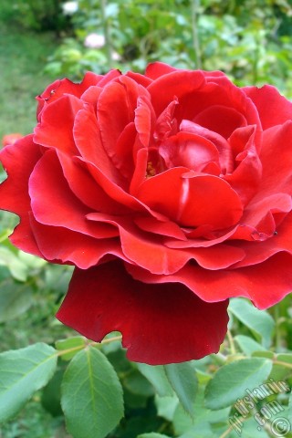 A mobile wallpaper and MMS picture for Apple iPhone 7s, 6s, 5s, 4s, Plus, iPods, iPads, New iPads, Samsung Galaxy S Series and Notes, Sony Ericsson Xperia, LG Mobile Phones, Tablets and Devices: Red rose photo.
