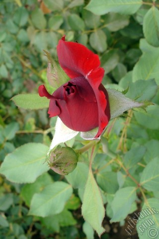 A mobile wallpaper and MMS picture for Apple iPhone 7s, 6s, 5s, 4s, Plus, iPods, iPads, New iPads, Samsung Galaxy S Series and Notes, Sony Ericsson Xperia, LG Mobile Phones, Tablets and Devices: Red rose photo.
