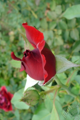 A mobile wallpaper and MMS picture for Apple iPhone 7s, 6s, 5s, 4s, Plus, iPods, iPads, New iPads, Samsung Galaxy S Series and Notes, Sony Ericsson Xperia, LG Mobile Phones, Tablets and Devices: Red rose photo.
