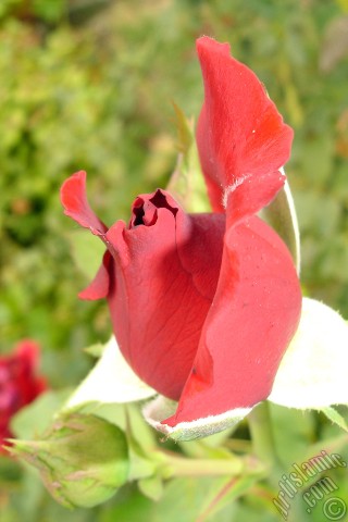 A mobile wallpaper and MMS picture for Apple iPhone 7s, 6s, 5s, 4s, Plus, iPods, iPads, New iPads, Samsung Galaxy S Series and Notes, Sony Ericsson Xperia, LG Mobile Phones, Tablets and Devices: Red rose photo.
