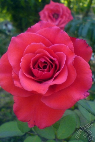 A mobile wallpaper and MMS picture for Apple iPhone 7s, 6s, 5s, 4s, Plus, iPods, iPads, New iPads, Samsung Galaxy S Series and Notes, Sony Ericsson Xperia, LG Mobile Phones, Tablets and Devices: Red rose photo.
