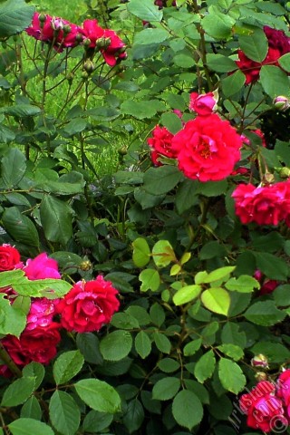 A mobile wallpaper and MMS picture for Apple iPhone 7s, 6s, 5s, 4s, Plus, iPods, iPads, New iPads, Samsung Galaxy S Series and Notes, Sony Ericsson Xperia, LG Mobile Phones, Tablets and Devices: Red rose photo.
