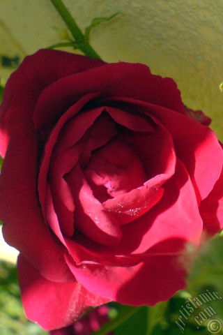 A mobile wallpaper and MMS picture for Apple iPhone 7s, 6s, 5s, 4s, Plus, iPods, iPads, New iPads, Samsung Galaxy S Series and Notes, Sony Ericsson Xperia, LG Mobile Phones, Tablets and Devices: Red rose photo.
