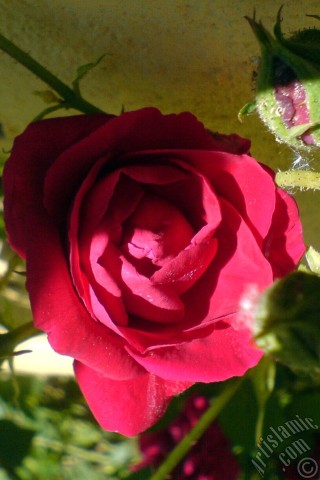 A mobile wallpaper and MMS picture for Apple iPhone 7s, 6s, 5s, 4s, Plus, iPods, iPads, New iPads, Samsung Galaxy S Series and Notes, Sony Ericsson Xperia, LG Mobile Phones, Tablets and Devices: Red rose photo.
