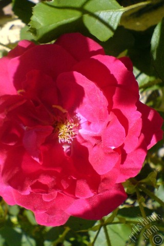 A mobile wallpaper and MMS picture for Apple iPhone 7s, 6s, 5s, 4s, Plus, iPods, iPads, New iPads, Samsung Galaxy S Series and Notes, Sony Ericsson Xperia, LG Mobile Phones, Tablets and Devices: Red rose photo.
