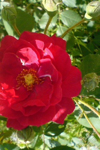 A mobile wallpaper and MMS picture for Apple iPhone 7s, 6s, 5s, 4s, Plus, iPods, iPads, New iPads, Samsung Galaxy S Series and Notes, Sony Ericsson Xperia, LG Mobile Phones, Tablets and Devices: Red rose photo.
