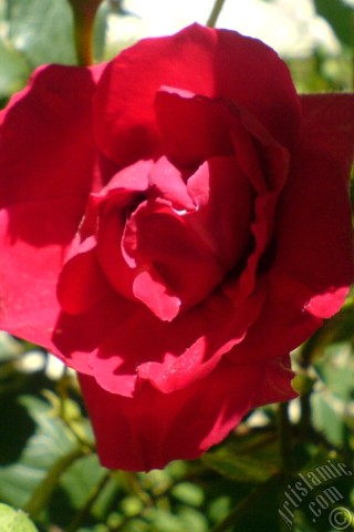 A mobile wallpaper and MMS picture for Apple iPhone 7s, 6s, 5s, 4s, Plus, iPods, iPads, New iPads, Samsung Galaxy S Series and Notes, Sony Ericsson Xperia, LG Mobile Phones, Tablets and Devices: Red rose photo.
