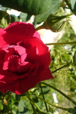 A mobile wallpaper and MMS picture for Apple iPhone 7s, 6s, 5s, 4s, Plus, iPods, iPads, New iPads, Samsung Galaxy S Series and Notes, Sony Ericsson Xperia, LG Mobile Phones, Tablets and Devices: Red rose photo.
