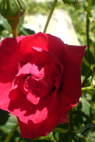 A mobile wallpaper and MMS picture for Apple iPhone 7s, 6s, 5s, 4s, Plus, iPods, iPads, New iPads, Samsung Galaxy S Series and Notes, Sony Ericsson Xperia, LG Mobile Phones, Tablets and Devices: Red rose photo.
