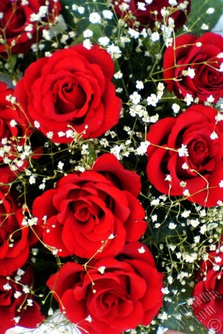 A mobile wallpaper and MMS picture for Apple iPhone 7s, 6s, 5s, 4s, Plus, iPods, iPads, New iPads, Samsung Galaxy S Series and Notes, Sony Ericsson Xperia, LG Mobile Phones, Tablets and Devices: Red rose photo.
