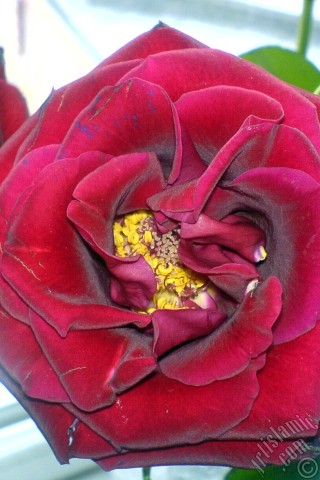 A mobile wallpaper and MMS picture for Apple iPhone 7s, 6s, 5s, 4s, Plus, iPods, iPads, New iPads, Samsung Galaxy S Series and Notes, Sony Ericsson Xperia, LG Mobile Phones, Tablets and Devices: Red rose photo.
