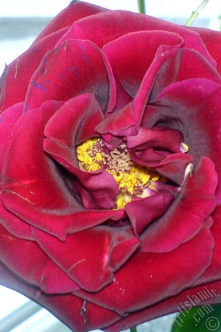 A mobile wallpaper and MMS picture for Apple iPhone 7s, 6s, 5s, 4s, Plus, iPods, iPads, New iPads, Samsung Galaxy S Series and Notes, Sony Ericsson Xperia, LG Mobile Phones, Tablets and Devices: Red rose photo.
