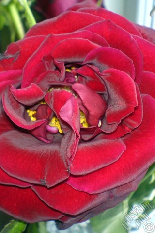 A mobile wallpaper and MMS picture for Apple iPhone 7s, 6s, 5s, 4s, Plus, iPods, iPads, New iPads, Samsung Galaxy S Series and Notes, Sony Ericsson Xperia, LG Mobile Phones, Tablets and Devices: Red rose photo.
