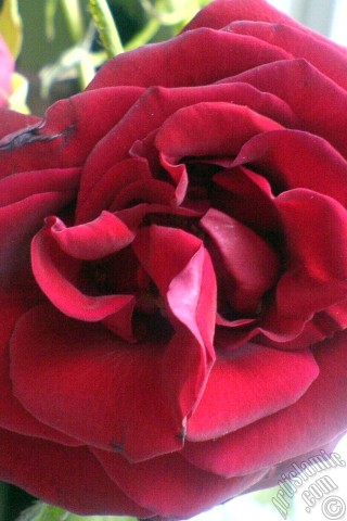 A mobile wallpaper and MMS picture for Apple iPhone 7s, 6s, 5s, 4s, Plus, iPods, iPads, New iPads, Samsung Galaxy S Series and Notes, Sony Ericsson Xperia, LG Mobile Phones, Tablets and Devices: Red rose photo.
