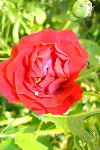 A mobile wallpaper and MMS picture for Apple iPhone 7s, 6s, 5s, 4s, Plus, iPods, iPads, New iPads, Samsung Galaxy S Series and Notes, Sony Ericsson Xperia, LG Mobile Phones, Tablets and Devices: Red rose photo.
