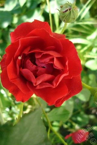 A mobile wallpaper and MMS picture for Apple iPhone 7s, 6s, 5s, 4s, Plus, iPods, iPads, New iPads, Samsung Galaxy S Series and Notes, Sony Ericsson Xperia, LG Mobile Phones, Tablets and Devices: Red rose photo.
