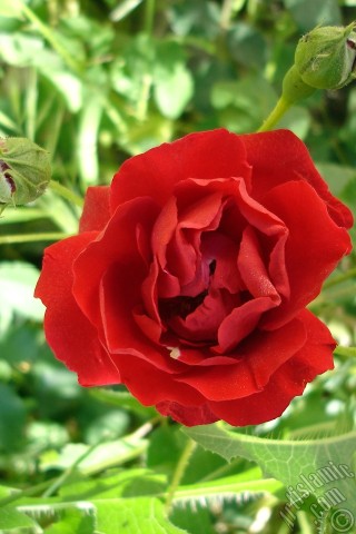 A mobile wallpaper and MMS picture for Apple iPhone 7s, 6s, 5s, 4s, Plus, iPods, iPads, New iPads, Samsung Galaxy S Series and Notes, Sony Ericsson Xperia, LG Mobile Phones, Tablets and Devices: Red rose photo.
