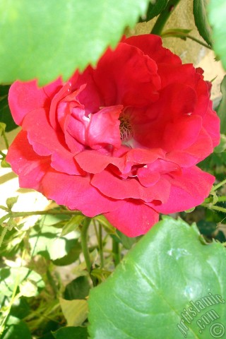 A mobile wallpaper and MMS picture for Apple iPhone 7s, 6s, 5s, 4s, Plus, iPods, iPads, New iPads, Samsung Galaxy S Series and Notes, Sony Ericsson Xperia, LG Mobile Phones, Tablets and Devices: Red rose photo.
