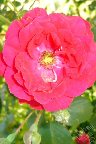 A mobile wallpaper and MMS picture for Apple iPhone 7s, 6s, 5s, 4s, Plus, iPods, iPads, New iPads, Samsung Galaxy S Series and Notes, Sony Ericsson Xperia, LG Mobile Phones, Tablets and Devices: Red rose photo.
