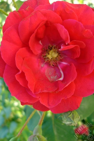 A mobile wallpaper and MMS picture for Apple iPhone 7s, 6s, 5s, 4s, Plus, iPods, iPads, New iPads, Samsung Galaxy S Series and Notes, Sony Ericsson Xperia, LG Mobile Phones, Tablets and Devices: Red rose photo.
