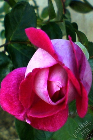 A mobile wallpaper and MMS picture for Apple iPhone 7s, 6s, 5s, 4s, Plus, iPods, iPads, New iPads, Samsung Galaxy S Series and Notes, Sony Ericsson Xperia, LG Mobile Phones, Tablets and Devices: Red rose photo.
