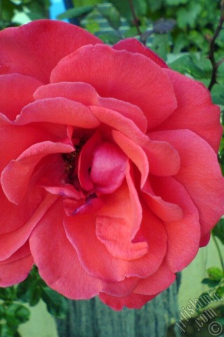 A mobile wallpaper and MMS picture for Apple iPhone 7s, 6s, 5s, 4s, Plus, iPods, iPads, New iPads, Samsung Galaxy S Series and Notes, Sony Ericsson Xperia, LG Mobile Phones, Tablets and Devices: Red rose photo.
