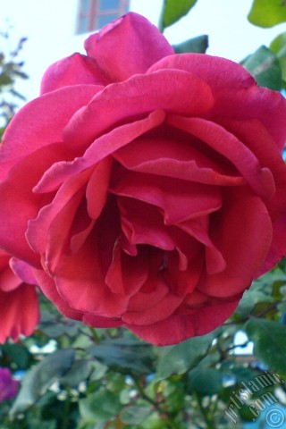 A mobile wallpaper and MMS picture for Apple iPhone 7s, 6s, 5s, 4s, Plus, iPods, iPads, New iPads, Samsung Galaxy S Series and Notes, Sony Ericsson Xperia, LG Mobile Phones, Tablets and Devices: Red rose photo.
