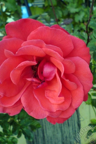 A mobile wallpaper and MMS picture for Apple iPhone 7s, 6s, 5s, 4s, Plus, iPods, iPads, New iPads, Samsung Galaxy S Series and Notes, Sony Ericsson Xperia, LG Mobile Phones, Tablets and Devices: Red rose photo.
