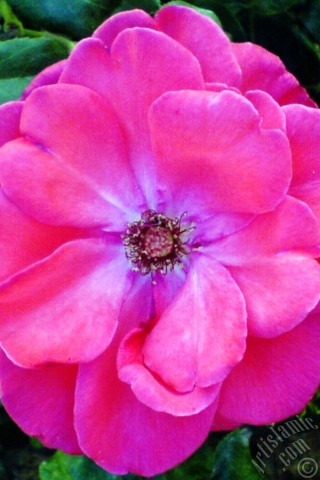 A mobile wallpaper and MMS picture for Apple iPhone 7s, 6s, 5s, 4s, Plus, iPods, iPads, New iPads, Samsung Galaxy S Series and Notes, Sony Ericsson Xperia, LG Mobile Phones, Tablets and Devices: Red rose photo.
