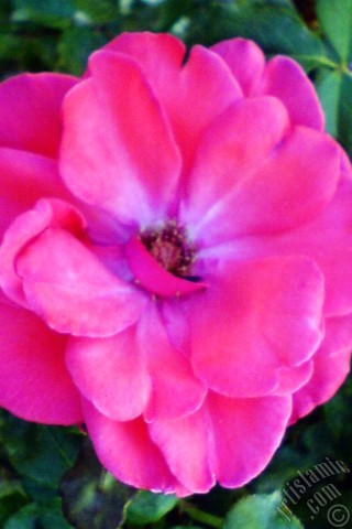 A mobile wallpaper and MMS picture for Apple iPhone 7s, 6s, 5s, 4s, Plus, iPods, iPads, New iPads, Samsung Galaxy S Series and Notes, Sony Ericsson Xperia, LG Mobile Phones, Tablets and Devices: Red rose photo.
