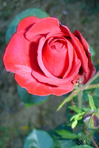 A mobile wallpaper and MMS picture for Apple iPhone 7s, 6s, 5s, 4s, Plus, iPods, iPads, New iPads, Samsung Galaxy S Series and Notes, Sony Ericsson Xperia, LG Mobile Phones, Tablets and Devices: Red rose photo.
