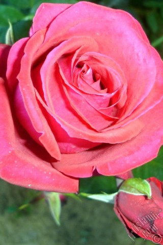 A mobile wallpaper and MMS picture for Apple iPhone 7s, 6s, 5s, 4s, Plus, iPods, iPads, New iPads, Samsung Galaxy S Series and Notes, Sony Ericsson Xperia, LG Mobile Phones, Tablets and Devices: Red rose photo.
