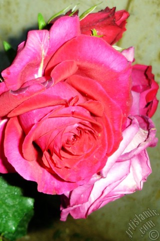 A mobile wallpaper and MMS picture for Apple iPhone 7s, 6s, 5s, 4s, Plus, iPods, iPads, New iPads, Samsung Galaxy S Series and Notes, Sony Ericsson Xperia, LG Mobile Phones, Tablets and Devices: Red rose photo.
