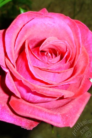 A mobile wallpaper and MMS picture for Apple iPhone 7s, 6s, 5s, 4s, Plus, iPods, iPads, New iPads, Samsung Galaxy S Series and Notes, Sony Ericsson Xperia, LG Mobile Phones, Tablets and Devices: Red rose photo.
