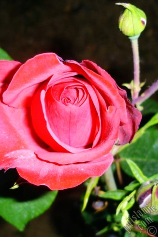 A mobile wallpaper and MMS picture for Apple iPhone 7s, 6s, 5s, 4s, Plus, iPods, iPads, New iPads, Samsung Galaxy S Series and Notes, Sony Ericsson Xperia, LG Mobile Phones, Tablets and Devices: Red rose photo.
