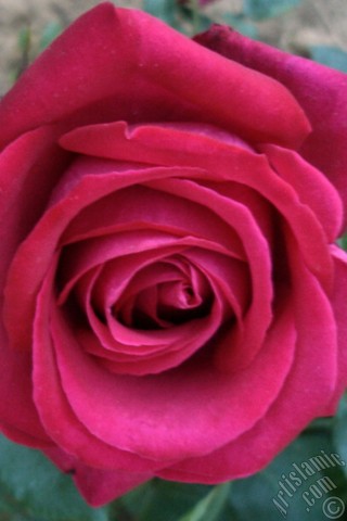 A mobile wallpaper and MMS picture for Apple iPhone 7s, 6s, 5s, 4s, Plus, iPods, iPads, New iPads, Samsung Galaxy S Series and Notes, Sony Ericsson Xperia, LG Mobile Phones, Tablets and Devices: Red rose photo.
