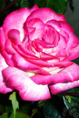 A mobile wallpaper and MMS picture for Apple iPhone 7s, 6s, 5s, 4s, Plus, iPods, iPads, New iPads, Samsung Galaxy S Series and Notes, Sony Ericsson Xperia, LG Mobile Phones, Tablets and Devices: Red rose photo.
