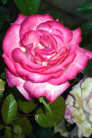 A mobile wallpaper and MMS picture for Apple iPhone 7s, 6s, 5s, 4s, Plus, iPods, iPads, New iPads, Samsung Galaxy S Series and Notes, Sony Ericsson Xperia, LG Mobile Phones, Tablets and Devices: Red rose photo.
