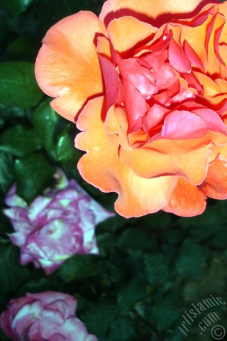 A mobile wallpaper and MMS picture for Apple iPhone 7s, 6s, 5s, 4s, Plus, iPods, iPads, New iPads, Samsung Galaxy S Series and Notes, Sony Ericsson Xperia, LG Mobile Phones, Tablets and Devices: Red rose photo.
